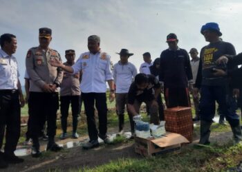 Forkopimda Pinrang Kompak Turun ke Sawah Bersama Petani Basmi Tikus