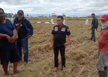 Legislator NasDem Sidrap H.Bahrul Appas Harap Pihak Terkait Rajin Pantau Harga Gabah Petani