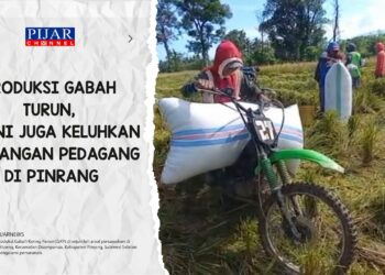 Produksi Gabah Turun, Petani Juga Keluhkan Timbangan Pedagang di Pinrang