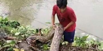 Warga Maiwa Temukan Ular Piton Besar, Sebegini Panjangnya
