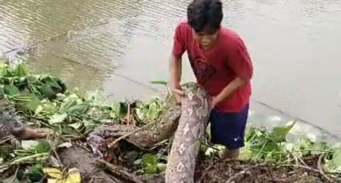 Warga Maiwa Temukan Ular Piton Besar, Sebegini Panjangnya Warga Maiwa Temukan Ular Piton Besar, Sebegini Panjangnya