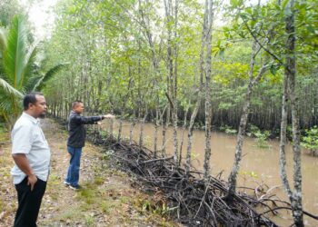 - Gubernur Sulsel Andi Sudirman Sulaiman melakukan diskusi terkait Carbon Trading dengan mengunjungi hutan mangrove sekaligus menanam bibit mangrove di daerah Bintan bersama sejumlah kepala Organisasi Perangkat Daerah (OPD) di Tanjung Pinang, Provinsi Kepualuan Riau, Jumat (25/8/2023)