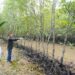 - Gubernur Sulsel Andi Sudirman Sulaiman melakukan diskusi terkait Carbon Trading dengan mengunjungi hutan mangrove sekaligus menanam bibit mangrove di daerah Bintan bersama sejumlah kepala Organisasi Perangkat Daerah (OPD) di Tanjung Pinang, Provinsi Kepualuan Riau, Jumat (25/8/2023)