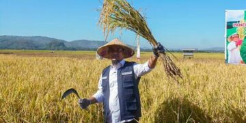 Gubernur Sulsel, Andi Sudirman Sulaiman  saat memanen padi. Tahun 2022 beras Sulsel surplus tertinggi nasional