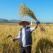 Gubernur Sulsel, Andi Sudirman Sulaiman  saat memanen padi. Tahun 2022 beras Sulsel surplus tertinggi nasional