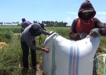 Petani di Kecamatan Patampanua, Kabupaten Pinrang, Sulawesi Selatan mulai memanen padi di tengah musim kemarau panjang, Senin (18/9/2023)