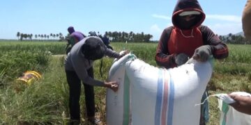 Petani di Kecamatan Patampanua, Kabupaten Pinrang, Sulawesi Selatan mulai memanen padi di tengah musim kemarau panjang, Senin (18/9/2023)
