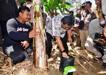 Pj Gubernur Sulsel, Bahtiar Baharuddin, melakukan pencanangan budidaya pisang di Kota Palopo, Ahad (5/11/ 2023). (Sumber Foto: Humas Pemprov Sulsel)