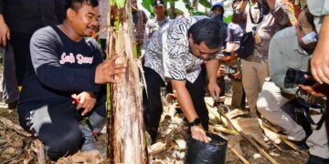 Pj Gubernur Sulsel, Bahtiar Baharuddin, melakukan pencanangan budidaya pisang di Kota Palopo, Ahad (5/11/ 2023). (Sumber Foto: Humas Pemprov Sulsel)