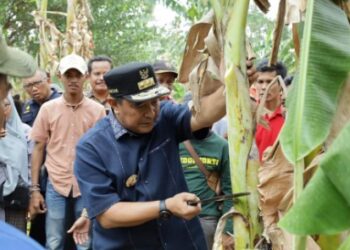 Di Pinrang PJ Gubernur Sulsel Bagikan Tips Budidaya Pisang