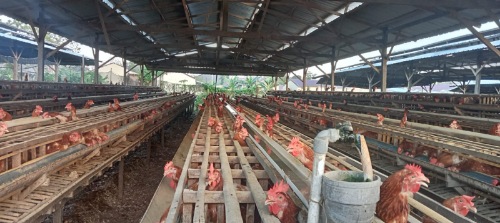 Bukan Kurang Air, Ini Sebab Kemarau Pengaruhi Produksi Telur di Bendoro Sidrap Bukan Kurang Air, Ini Sebab Kemarau Pengaruhi Produksi Telur di Bendoro Sidrap