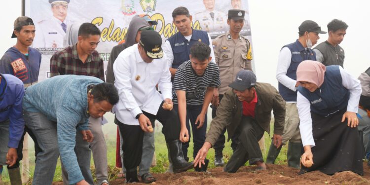 Pj Gubernur Sulsel Tanam Kentang di Tinggimoncong
