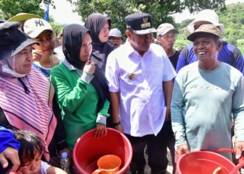 Kreatif, Petani Sidrap Tanam Pisang Tumpang Sari Tanaman Kacang