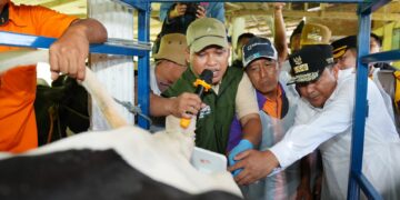 Pj Gubernur Sulsel, Bahtiar Baharuddin mengunjungi sentra sapi perah di Enrekang, Senin, (19/2/2024). (Foto: Humas Pemprov Sulsel)