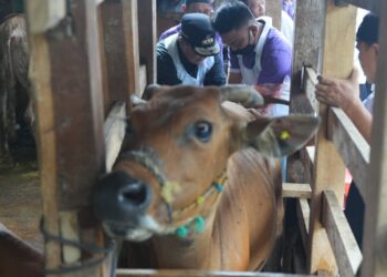 Pj Gubernur Sulsel, Bahtiar Baharuddin dibantu oleh Petugas peternakan kecamatan menyuntikkan sperma sapi simental ke ternak warga, Rabu, (13/3/2024). (Foto: Humas Pemprov Sulsel)