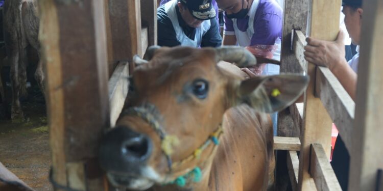 Pj Gubernur Sulsel, Bahtiar Baharuddin dibantu oleh Petugas peternakan kecamatan menyuntikkan sperma sapi simental ke ternak warga, Rabu, (13/3/2024). (Foto: Humas Pemprov Sulsel)