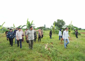 Empat Bulan Lagi Pisang Cavendish di Tamarunang Gowa Siap Panen
