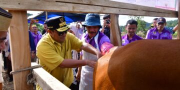 Penjabat Gubernur Sulawesi Selatan, Bahtiar Baharuddin, kembali berkunjung dan melakukan inseminasi buatan di Desa Kanco, Jumat, (19/4/2024).(Foto: Humas Pemprov Sulsel)