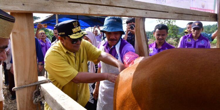 Penjabat Gubernur Sulawesi Selatan, Bahtiar Baharuddin, kembali berkunjung dan melakukan inseminasi buatan di Desa Kanco, Jumat, (19/4/2024).(Foto: Humas Pemprov Sulsel)