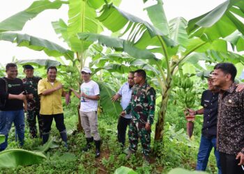 Berhasil, Pisang Cavendish di Dua Kabupaten Mulai Berbuah