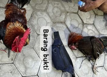 SatReskrim Polres Sidrap Amankan 6 Orang Terkait Judi Sabung Ayam