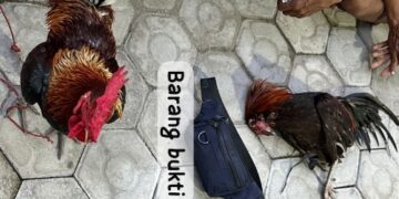 SatReskrim Polres Sidrap Amankan 6 Orang Terkait Judi Sabung Ayam