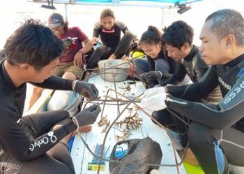 Jaga Ekosistem, POSSI Pinrang Target Tanam 10.000 Media Karang