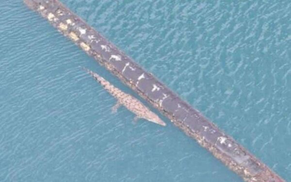 Penampakan Buaya Hebohkan Warga Parepare, Lurah Imbau Waspada