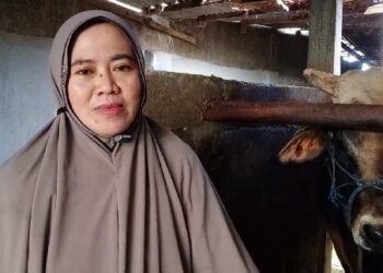 Tak Menyangka, Warga Parepare Ini Kaget Sapinya Dibeli Presiden, Beratnya Segini