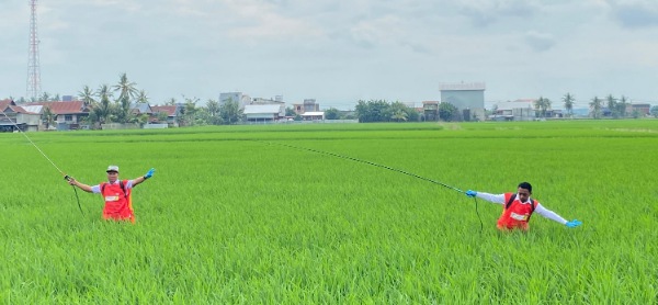 Bupati Sidrap Turun ke sawah, Pimpin Pencegahan Hama Padi Bupati Sidrap Turun ke sawah, Pimpin Pencegahan Hama Padi