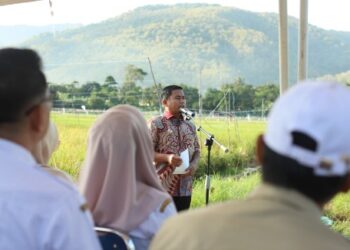 Wali Kota Parepare Pimpin Panen Perdana Benih Padi untuk Suplai 400 Hektare Sawah