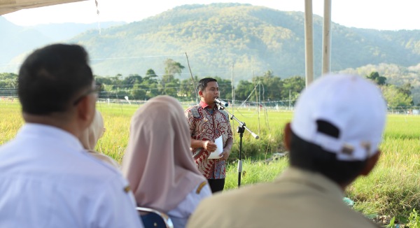 Wali Kota Parepare Pimpin Panen Perdana Benih Padi untuk Suplai 400 Hektare Sawah Wali Kota Parepare Pimpin Panen Perdana Benih Padi untuk Suplai 400 Hektare Sawah