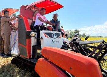 Panen di Bila Riawa, Bupati Sidrap Bersyukur Cita-citanya Tercapai