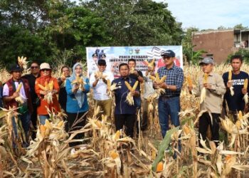 Wali Kota Parepare Panen Jagung Hasil Kolaborasi Pemkot dan Unhas