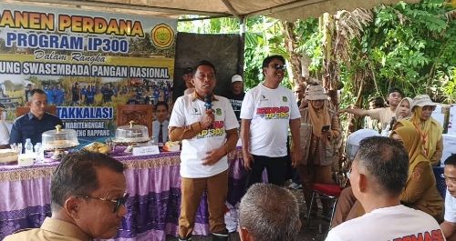Bupati Sidrap Panen Padi Program IP300 di Takkalasi Bupati Sidrap Panen Padi Program IP300 di Takkalasi