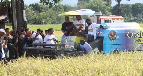 Panen IP 300 di Takalasi, Bupati Sidrap: Selama Bersatu Pasti Berbuah Hasil